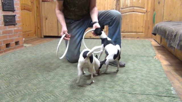 Той-фокстерьеры Чип и Топ.Цирковая дрессировка/Toy fox terriers Chip and Top. Circus training смотреть онлайн