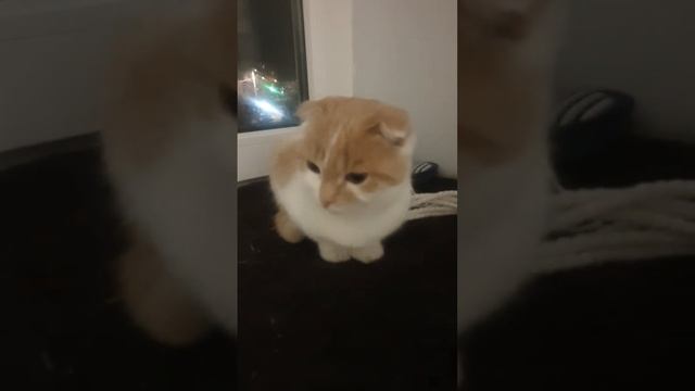 новое животное смотреть онлайн