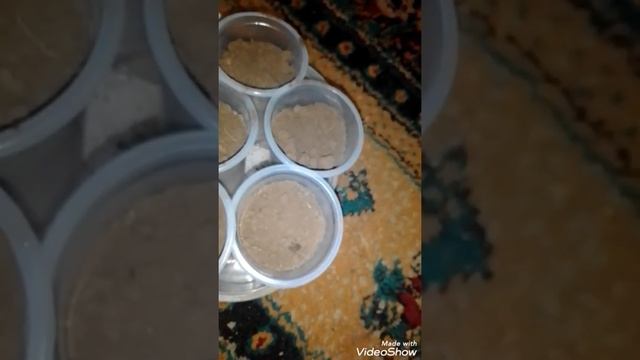 Драцена драко из семян. Посев драцены в домашних условиях 1 часть