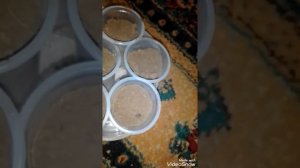 Драцена драко из семян. Посев драцены в домашних условиях 1 часть