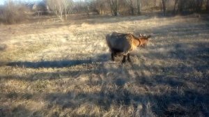 Что будет если коза покрылась своим же сыном?Чего ждать или кого?