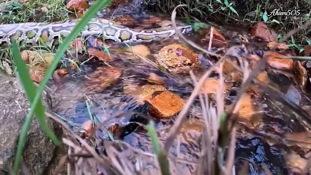 Penampakan ular python raksasa habis ganti kulit tertangkap kamera melintasi sungai смотреть онлайн