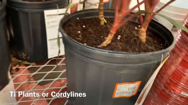 Plant Shopping at Home Depot Big Box Store |Target & Whole Foods| Sansevieria Bantel’s Sensation!!! смотреть онлайн