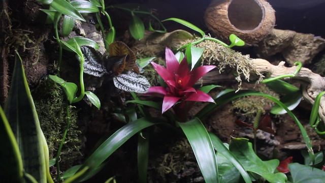 Update & Adding Clean Up Crew | Bioactive Crested Gecko Terrarium Build смотреть онлайн