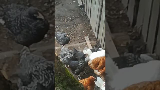 Расклев кур смотреть онлайн