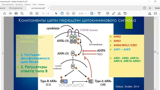 Цитокинины смотреть онлайн
