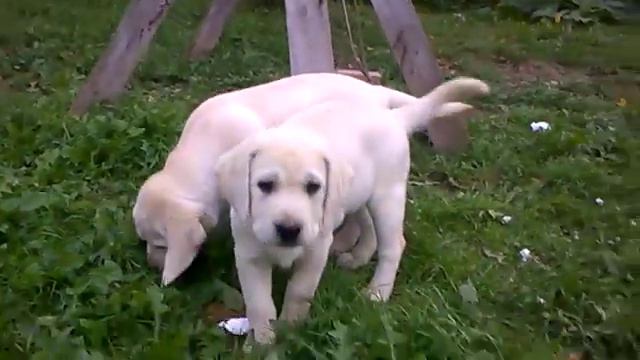 Jack & Jasmine смотреть онлайн