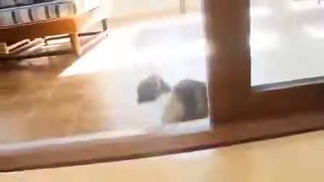 Этот котенок узнал еще больше о предназначении ◀ ПРИКОЛЫ 2013 про животных ► смотреть онлайн