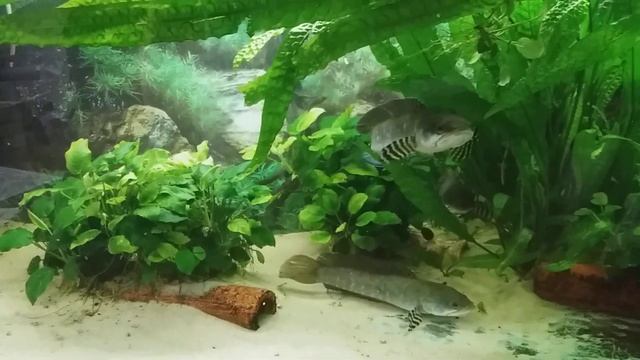 хищные рыбы в аквариуме(змееголов Пульхера) смотреть онлайн