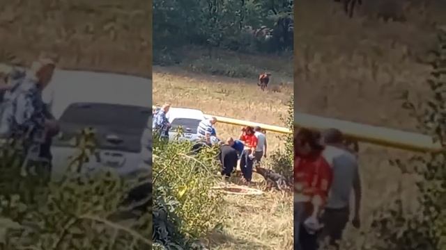 Беременная корова провалилась в люк смотреть онлайн