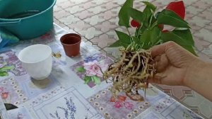 Антуриум, Мужское счастье пересадка