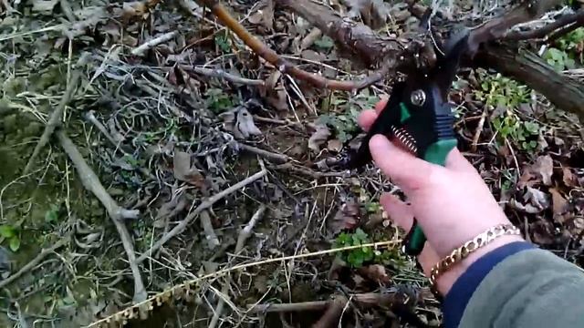 рязане на лозе различни сортове смотреть онлайн