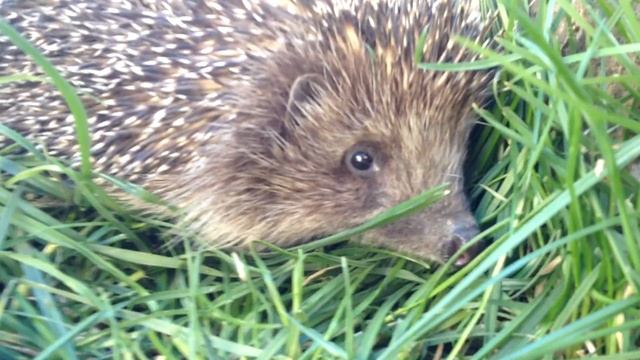 Я наехал на ЕЖИКА смотреть онлайн