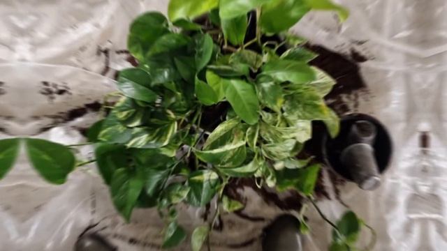 Домашние лианы для украшения вашего дома смотреть онлайн