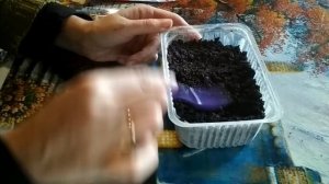 Посев гвоздики турецкой на рассаду