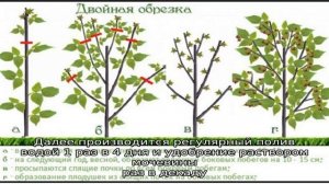 Выращивание малины на даче