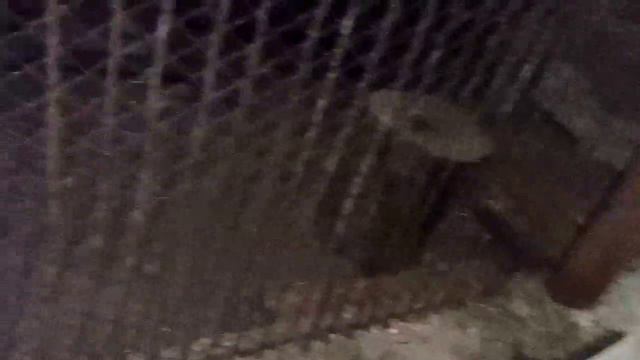 1550. Маркиза - дневник приручения дикой лисы, ест мясо, не хочет есть яйцо, кот не хочет заходить. смотреть онлайн