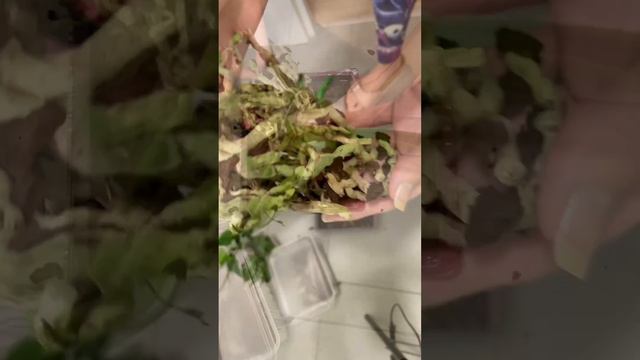 Пересадка орхидеи после покупки #фаленопсис #орхидеи #myplants #plants #garden смотреть онлайн