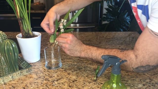 Repotting My New Oncidium Twinkle: Semi-Hydroponics смотреть онлайн