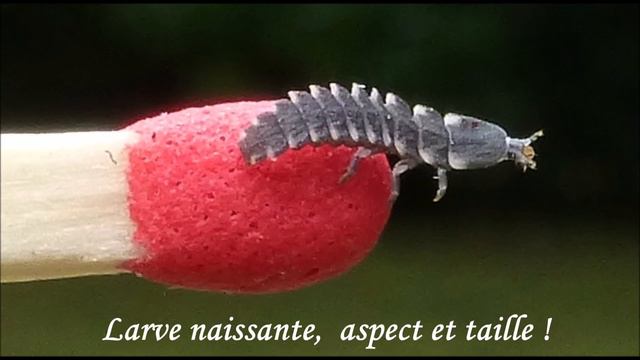 Le ver luisant ou lampyre (Lampyris noctiluca) larves naissantes en élevage, par André Lequet смотреть онлайн