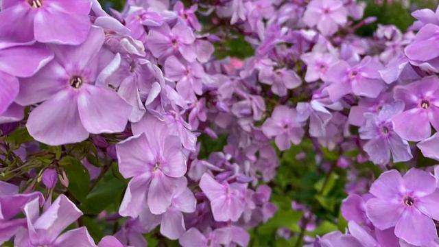 Дымчатый флокс Серебряный Бор, моей селекции смотреть онлайн