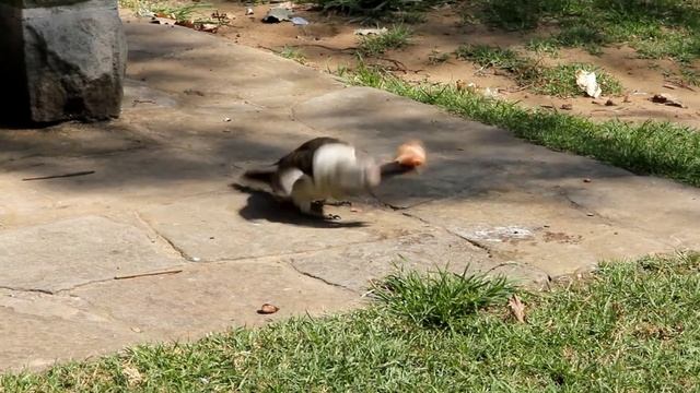 Кукабара и кусок курятины, Sydney, Australia смотреть онлайн