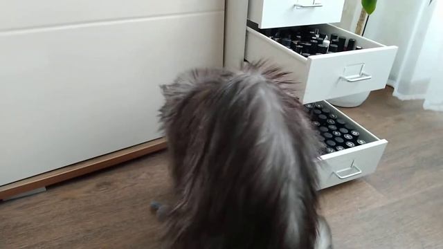 Мейнкун Грэй и любимая игрушка смотреть онлайн