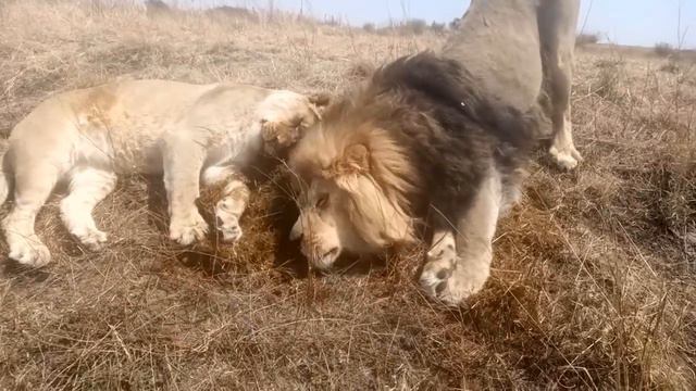 Обогащение среды для львов. Enrichment for lions смотреть онлайн