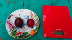 Колоновидная слива "Империал".