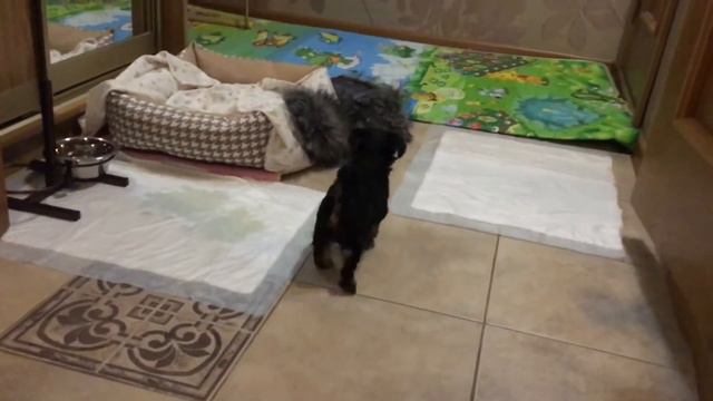 Йорк Мотя знакомится с домом, йоркширский терьер, собака, щенок, играет, смешной