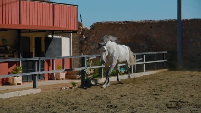 Жеребец Чистокровной Испанской Породы: Cumbrero и жеребята Perseo и Polvoron