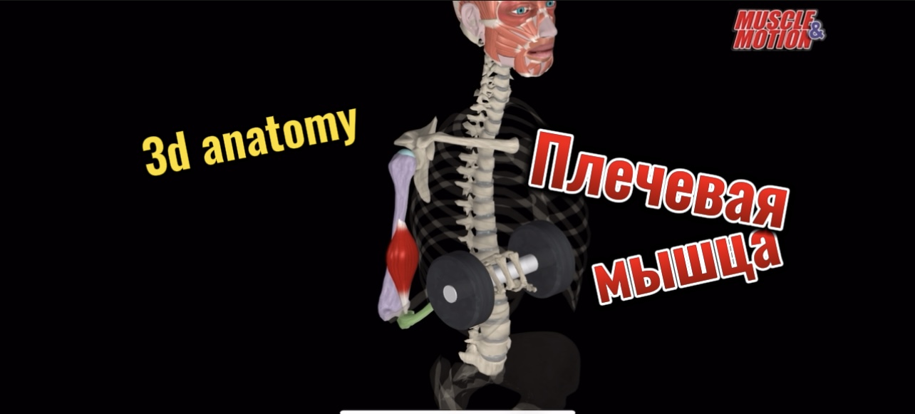 3d anatomy. Плечевая мышца. смотреть онлайн