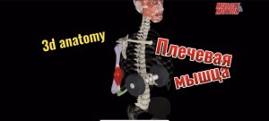 3d anatomy. Плечевая мышца.