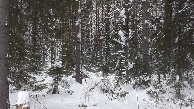 Суровый февральский ЛЕС. Есть у нас тут ещё дела. Свежий воздух и метель! смотреть онлайн