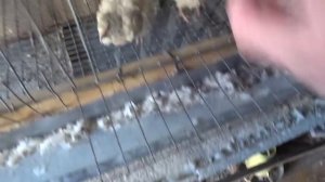 Как определить хорошую несушку у перепелов.