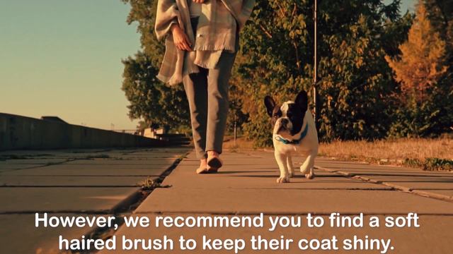 French Bulldog PROS And CONS ✔️❌ The GOOD And The BAD смотреть онлайн