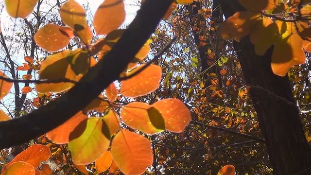 Осень. Последний тёплый денёк смотреть онлайн