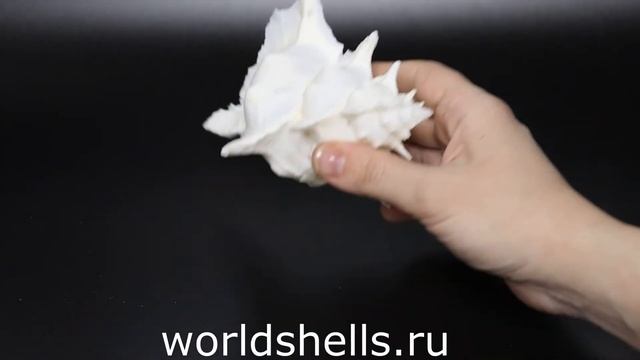 Морская раковина Алебастровый Мурекс, Murex alabaster смотреть онлайн
