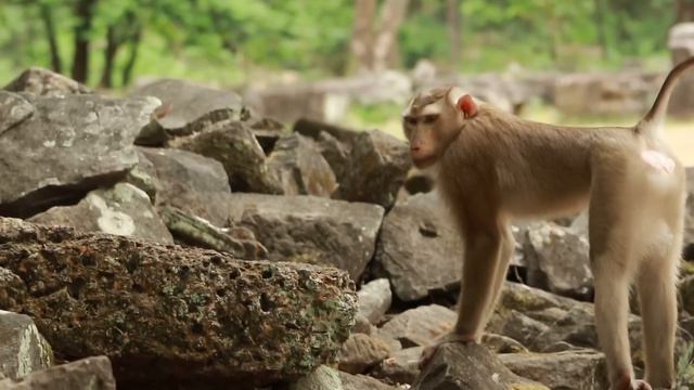 Tom and Young Sovanna Group on Field /MA-D.134 смотреть онлайн