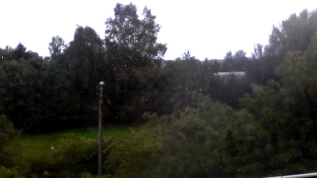 Попугай смотрит в окна. Он увидел птиц! смотреть онлайн