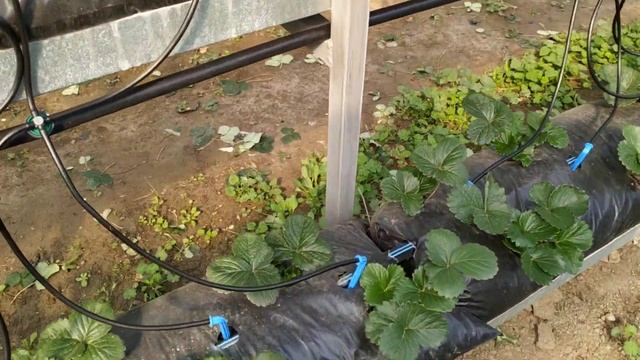 Первая ягода. Клубника, Мальга. смотреть онлайн