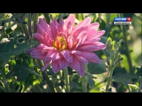 Хризантемы. Шубина Людмила Николаевна. Сад Шубиной. смотреть онлайн