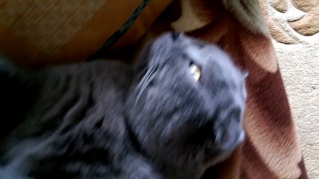 Кошачья жизнь. Шотландец вислоухий. смотреть онлайн