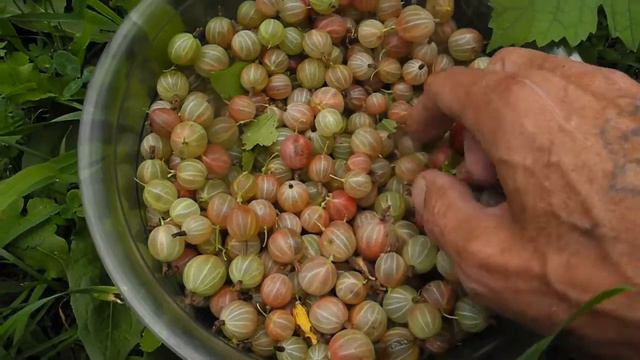 Кружовник смотреть онлайн