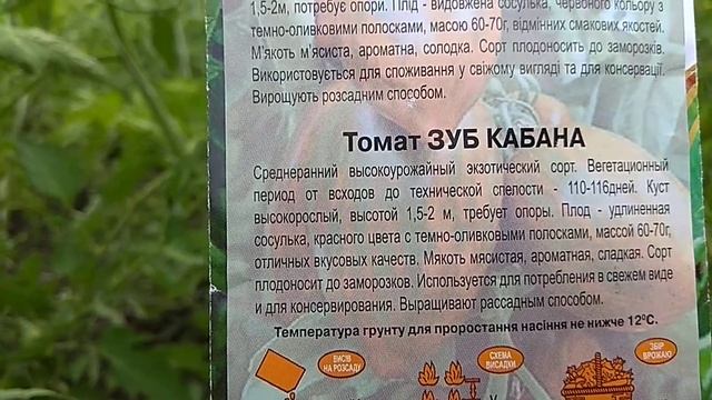 Томат зуб кабана смотреть онлайн