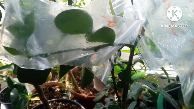 Выращивание цитрусовых дома. Обзор коллекции на 1.07.2022 смотреть онлайн