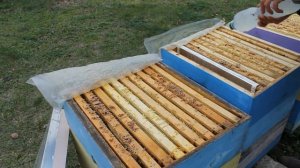 Бипин-Т. Обрабатывать пчел или нет?