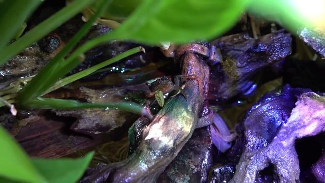 Угловой Аквариум Juwel Trigon 350