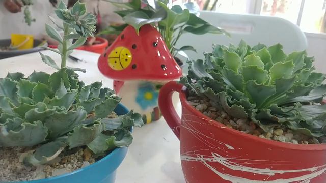 Echeveria Shaviana смотреть онлайн