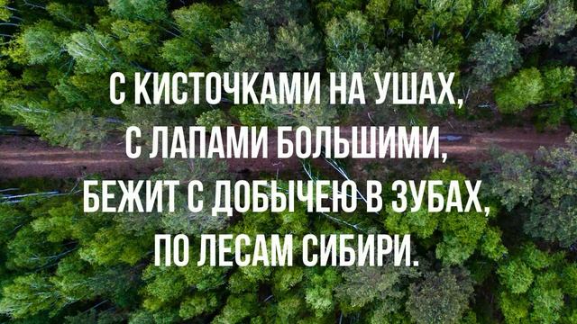 Загадка про кисточки на ушах - что это за животное? Загадка для детей с ответом в конце ролика. смотреть онлайн